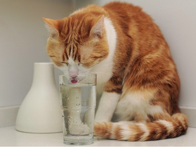猫咪喝水.jpg
