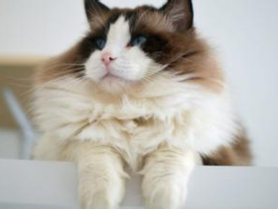 1472201076961215.jpg 布偶猫.jpg