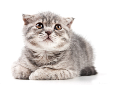 1477727475564978.jpg 猫咪.jpg
