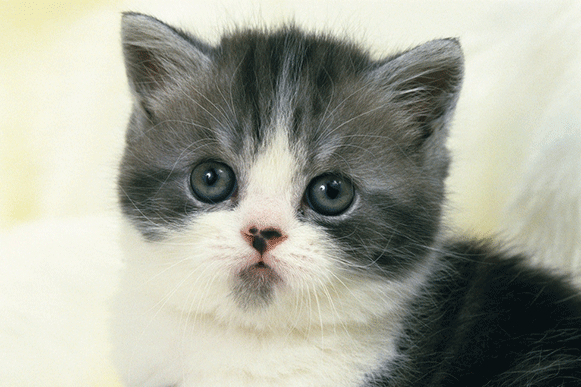 1493200898647568.gif wqertyjhk456.gif